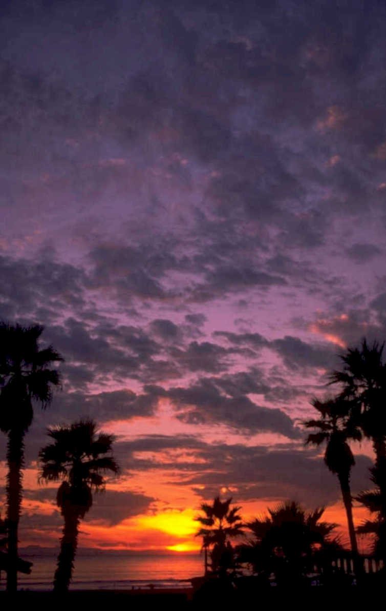 sunset palm trees 1 1980s 1990s A4 Photo Print 42