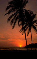 sunset palm trees 1 1980s 1990s A4 Photo Print