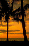 sunset palm trees 1980s 1990s A4 Photo Print 42