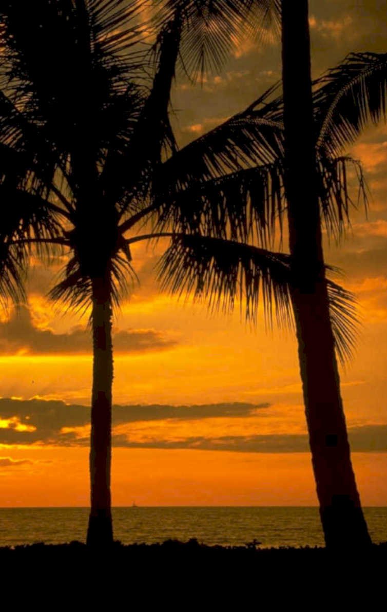 sunset palm trees 1980s 1990s A4 Photo Print 42