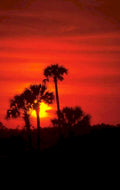 sunset palm trees 2 1980s 1990s A4 Photo Print 42