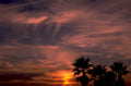 sunset palm trees 2 1980s 1990s A4 Photo Print