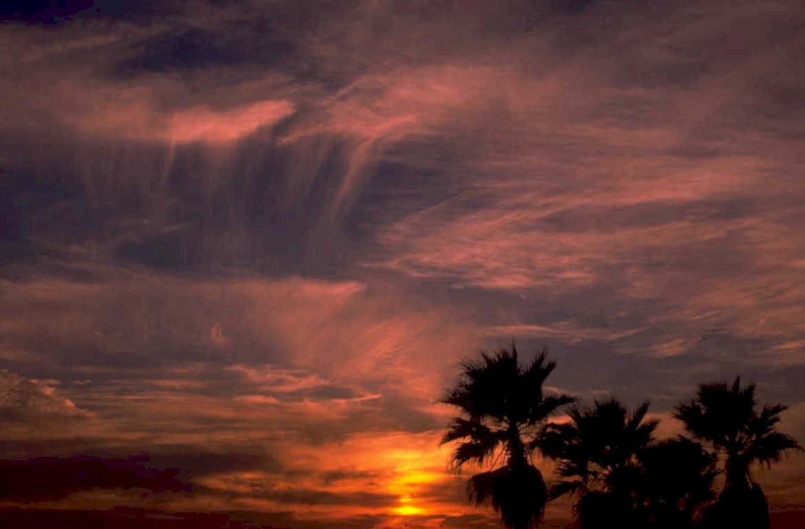 sunset palm trees 2 1980s 1990s A4 Photo Print
