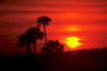 sunset palm trees 3 1980s 1990s A4 Photo Print