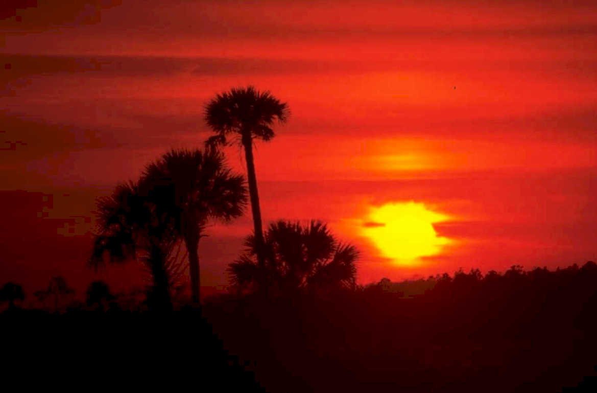 sunset palm trees 3 1980s 1990s A4 Photo Print