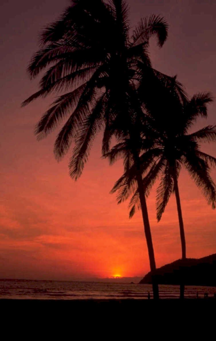 sunset palm trees 4 1980s 1990s A4 Photo Print