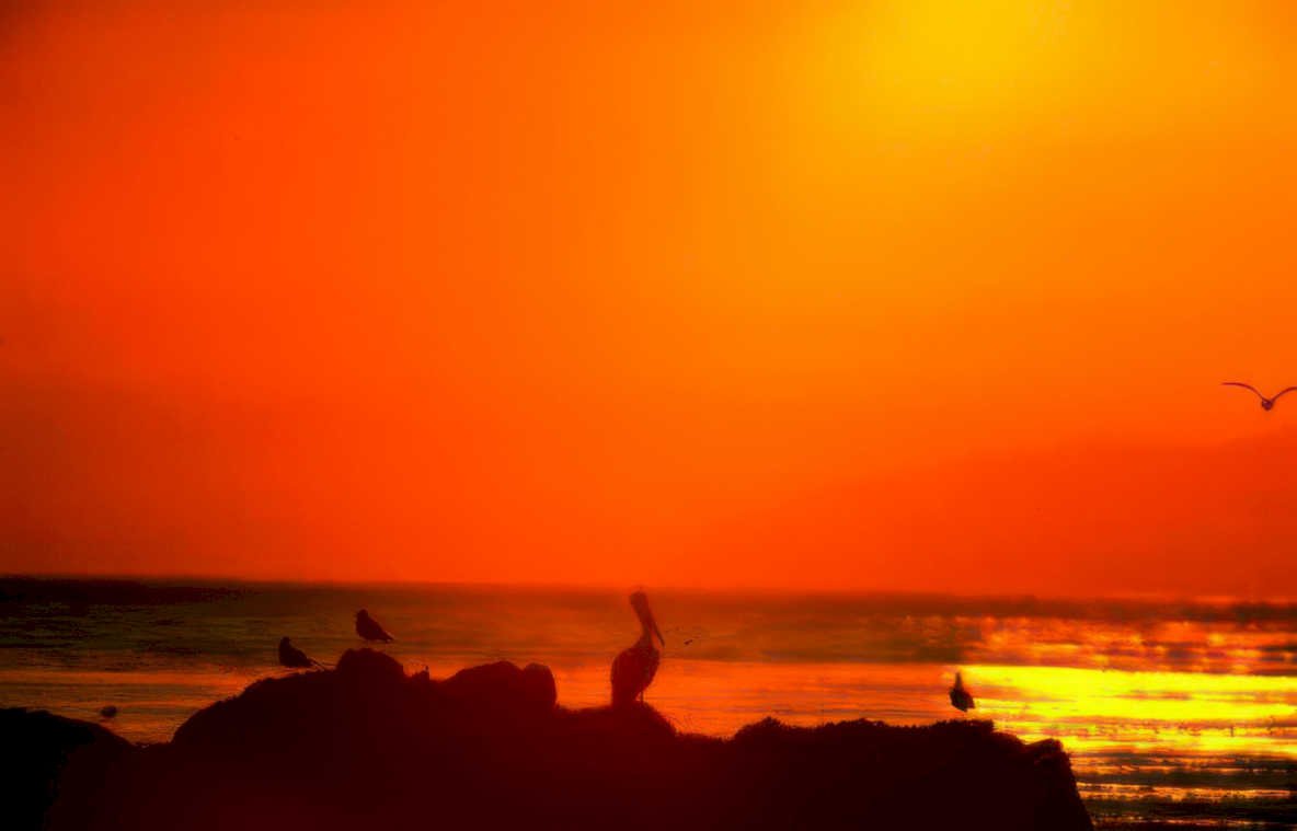 sunset pelicans beach 1 Vintage A4 Photo Print