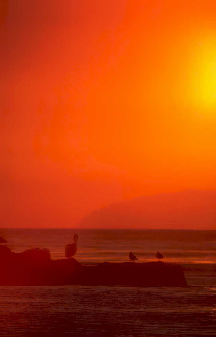 sunset pelicans beach 3 Vintage A4 Photo Print
