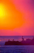sunset pelicans coast 1 Vintage A4 Photo Print