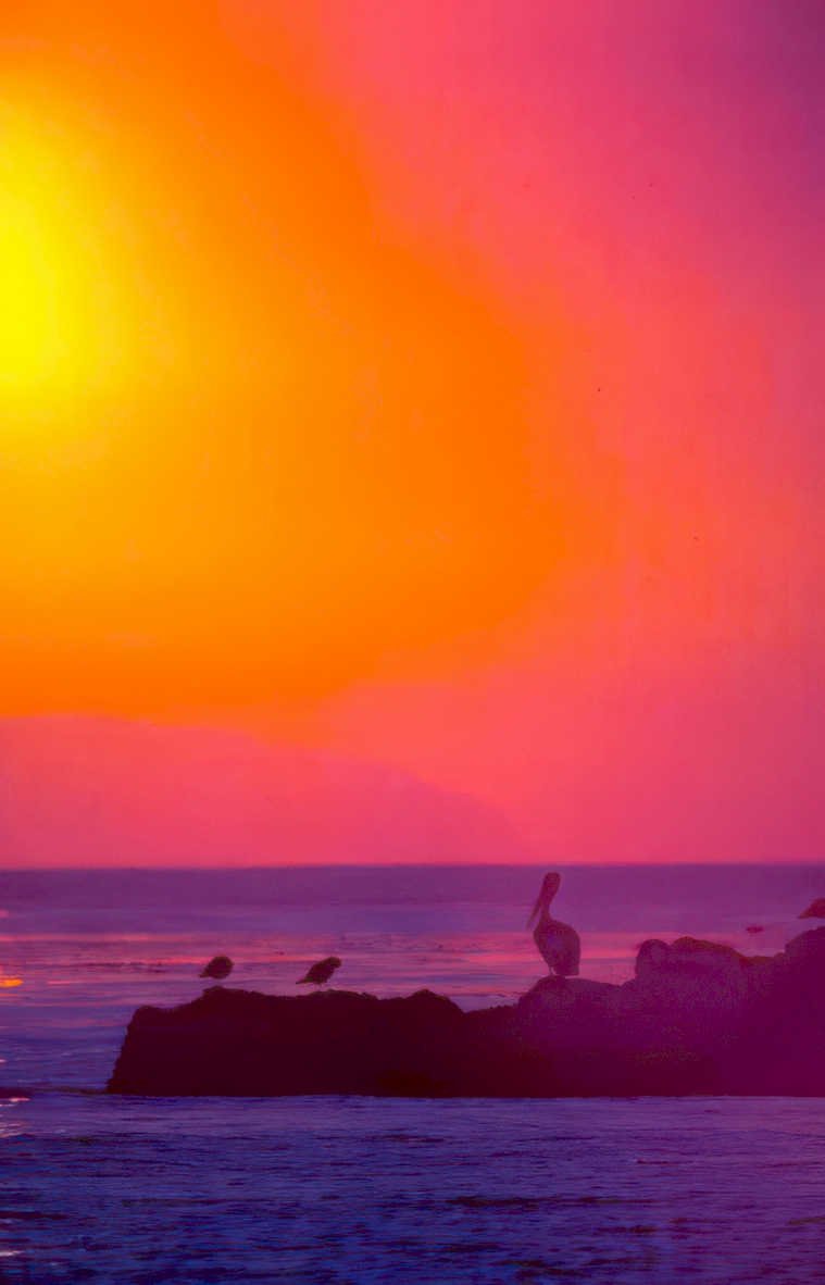sunset pelicans coast 1 Vintage A4 Photo Print