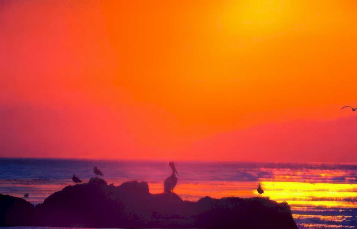 sunset pelicans coast 2 GIGA 2