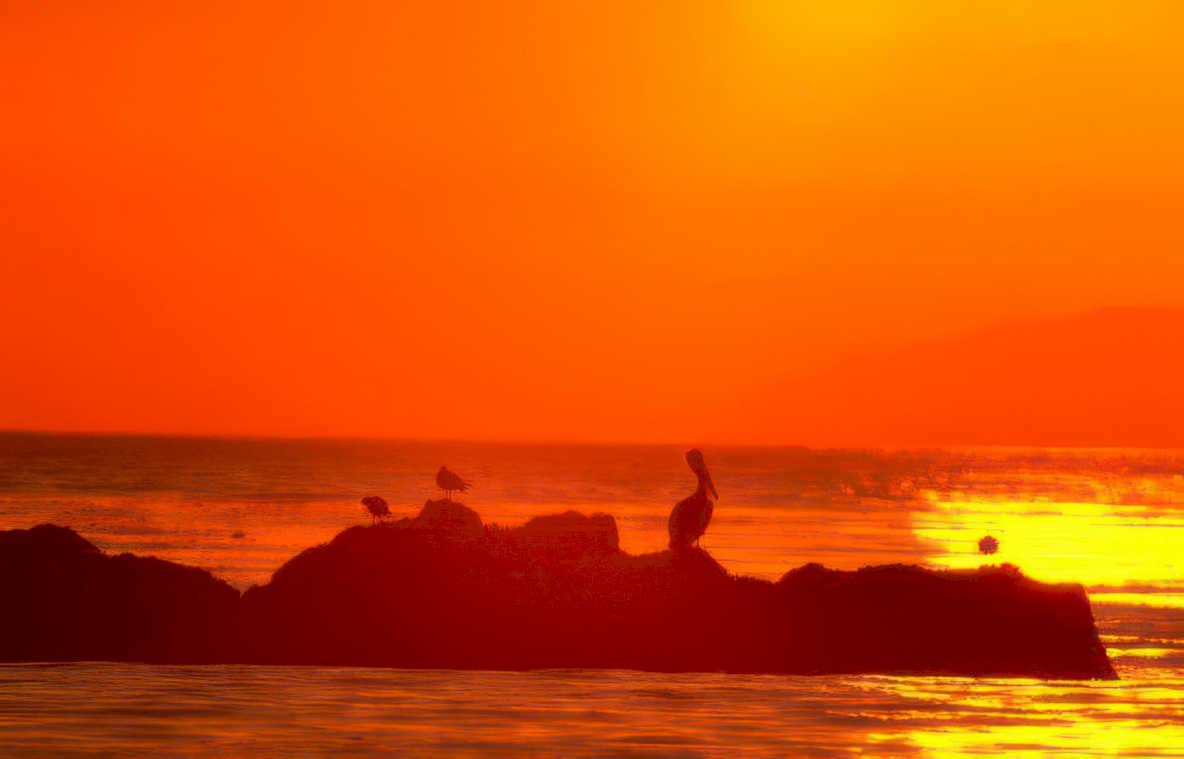 sunset pelicans rocks 1 Vintage A4 Photo Print