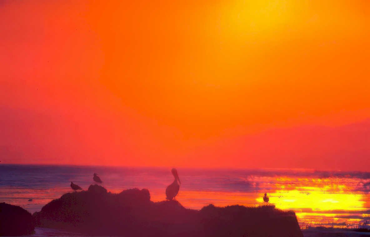 sunset pelicans rocks 2 Vintage A4 Photo Print