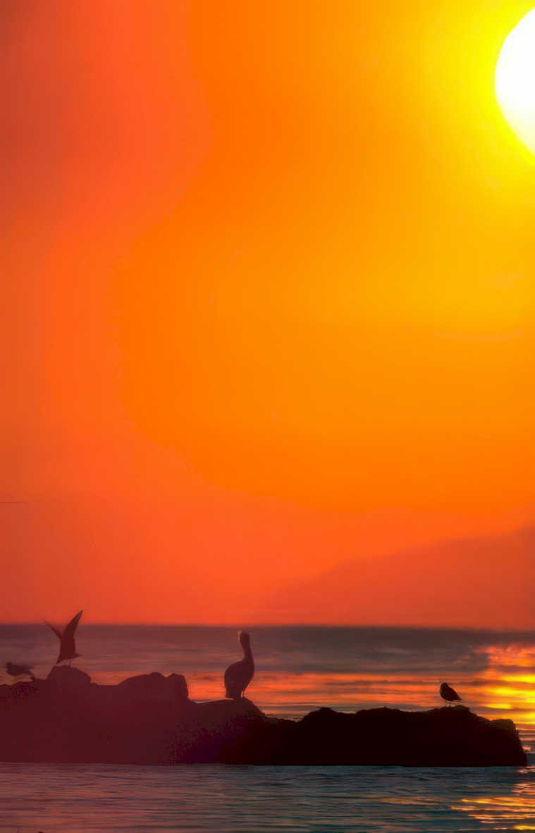 sunset pelicans sea Vintage A4 Photo Print