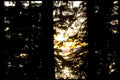 sunset pine light1980s 1990s A4 Photo Print