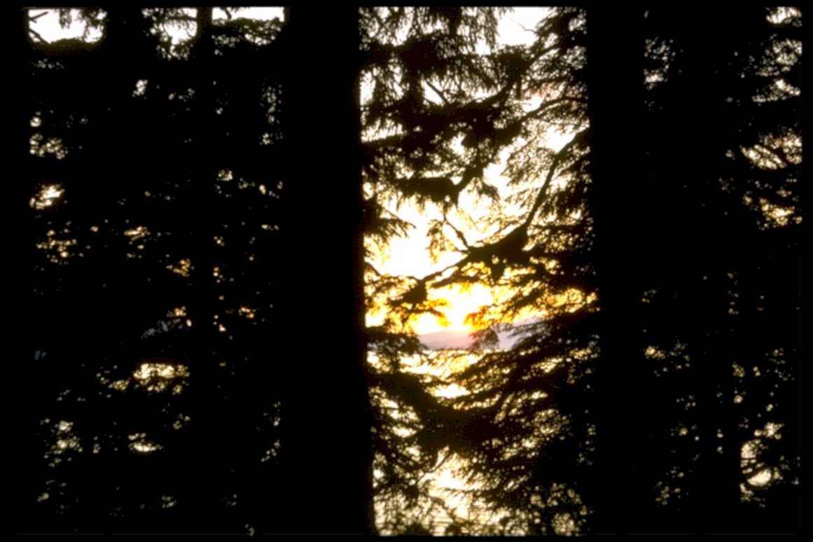 sunset pine light1980s 1990s A4 Photo Print