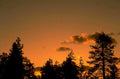 sunset pine trees 1 1980s 1990s A4 Photo Print
