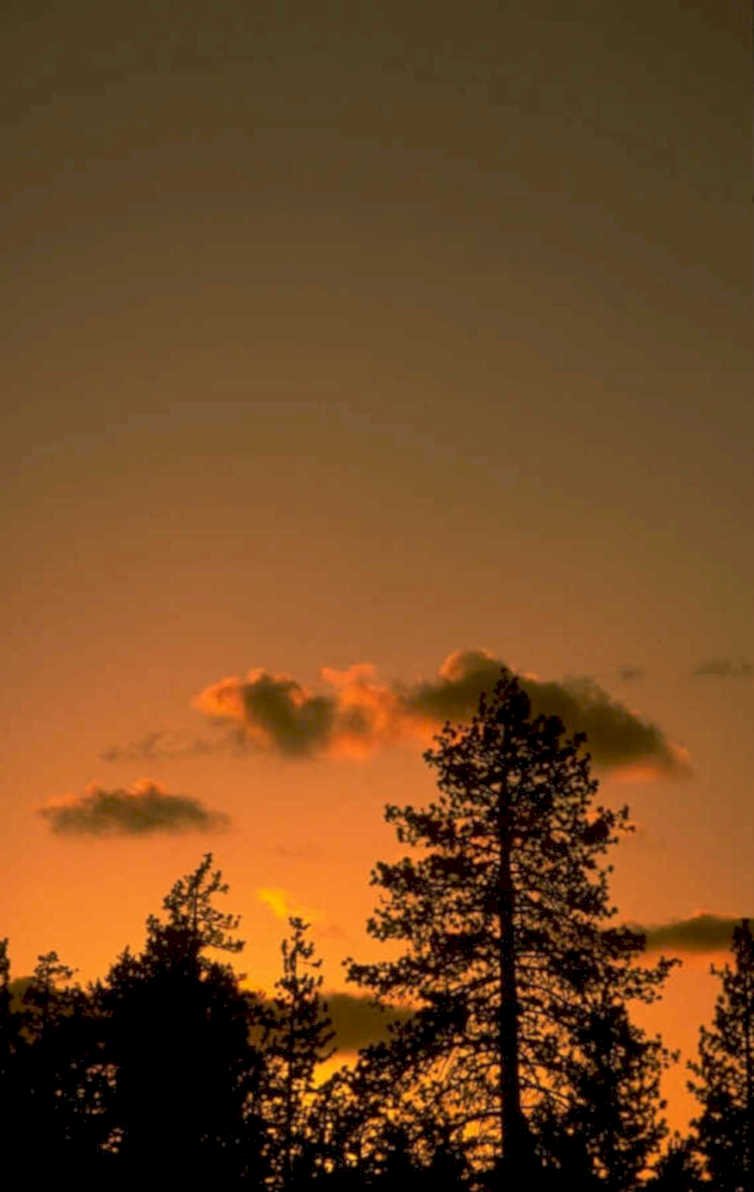 sunset pine trees 2 1980s 1990s A4 Photo Print