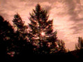 sunset pine trees1980s 1990s A4 Photo Print