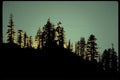 sunset pine twilight1980s 1990s A4 Photo Print