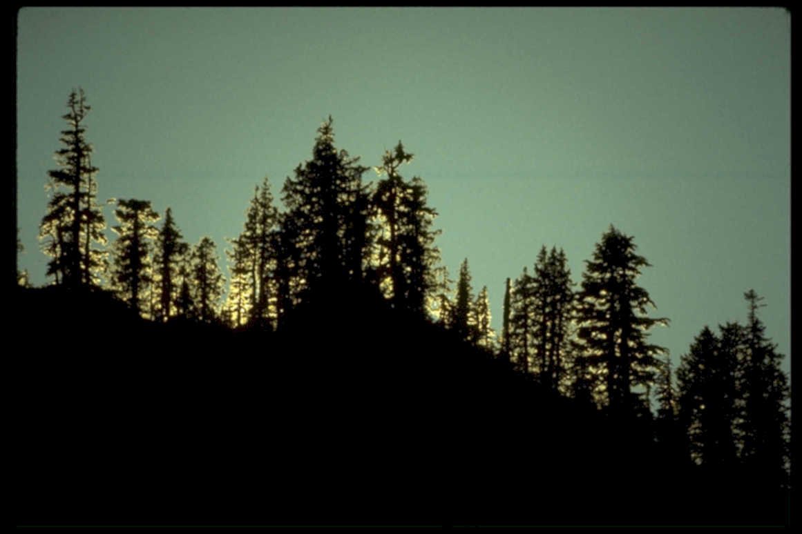 sunset pine twilight1980s 1990s A4 Photo Print