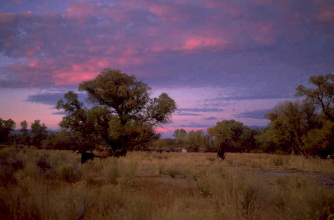 sunset prairie bison 1980s 1990s A4 Photo Print