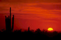 sunset saguaro desert 1980s 1990s A4 Photo Print 42
