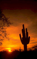 sunset saguaro desert 1980s 1990s A4 Photo Print