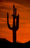 sunset saguaro mountains 1980s 1990s A4 Photo Print