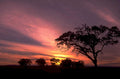 sunset savanna acacia 1980s 1990s A4 Photo Print 42