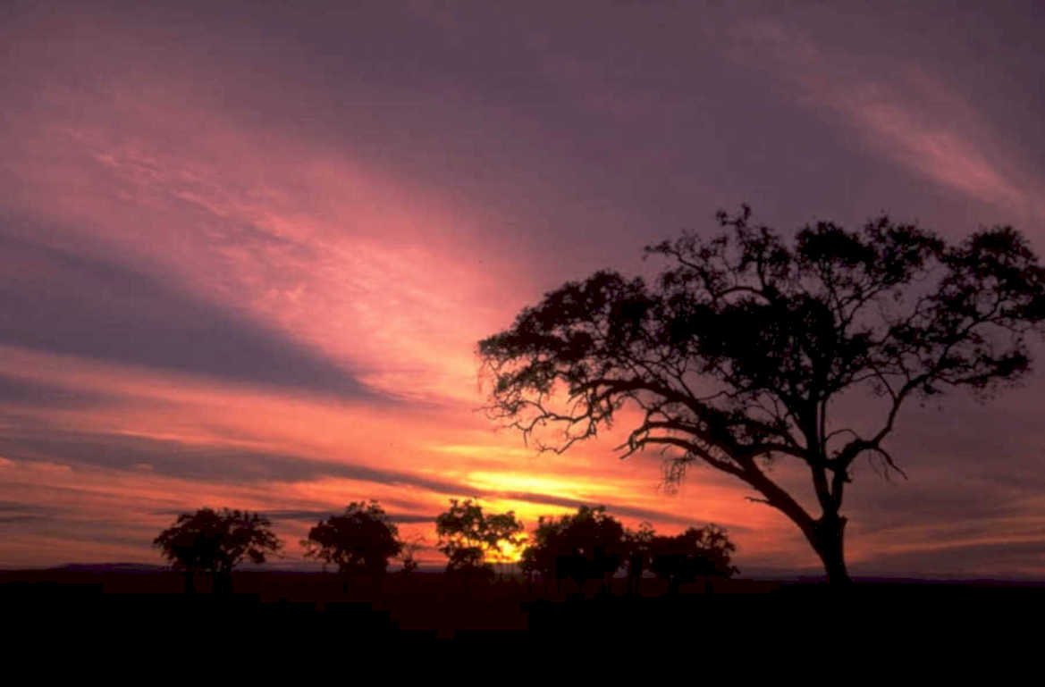 sunset savanna acacia 1980s 1990s A4 Photo Print 42