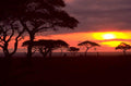 sunset savanna acacia 1980s 1990s A4 Photo Print