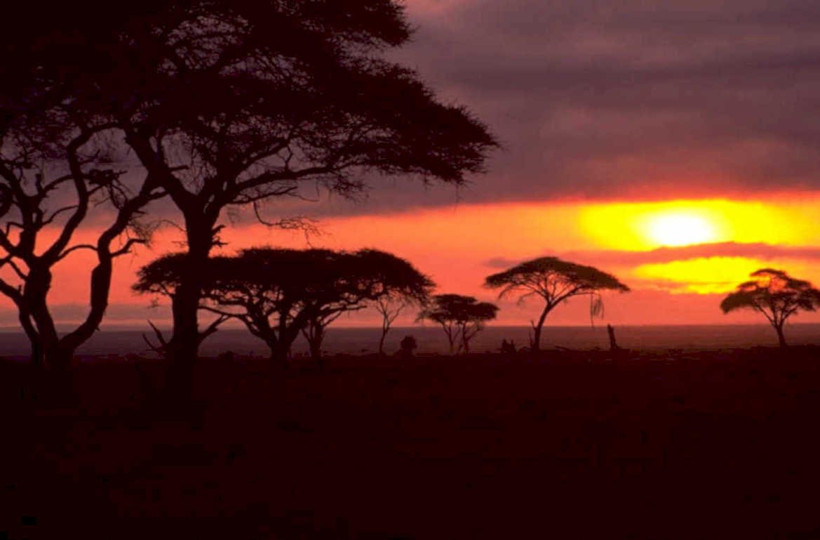 sunset savanna acacia 1980s 1990s A4 Photo Print