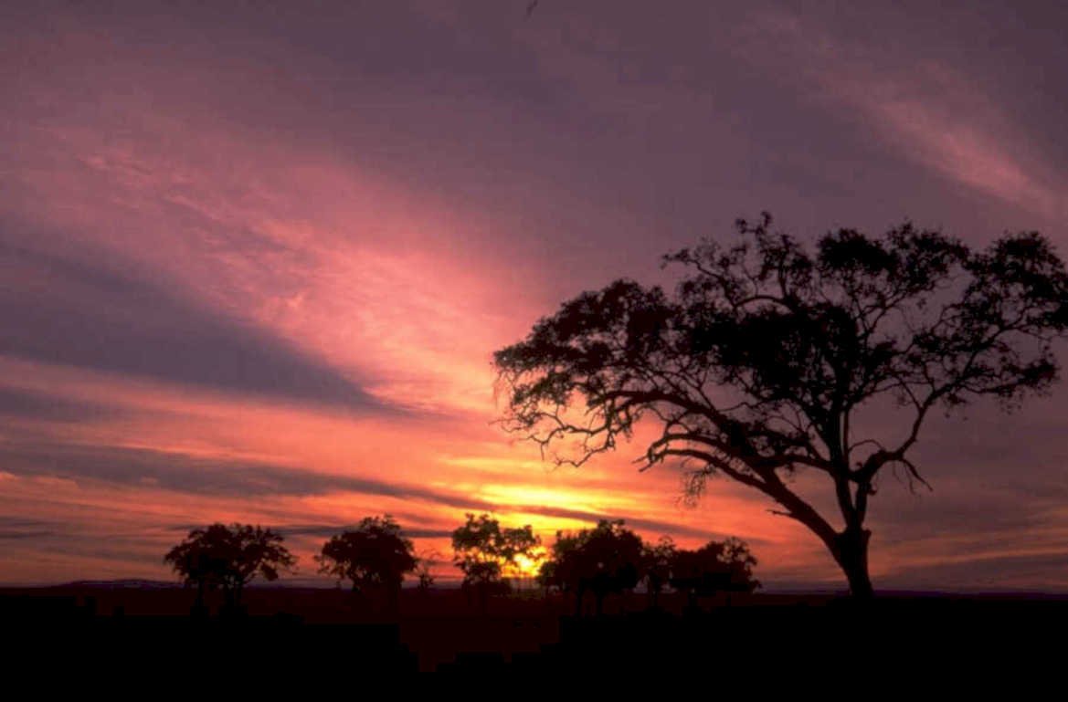 sunset savanna acacia 2 1980s 1990s A4 Photo Print