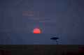 sunset savanna acacia 3 1980s 1990s A4 Photo Print