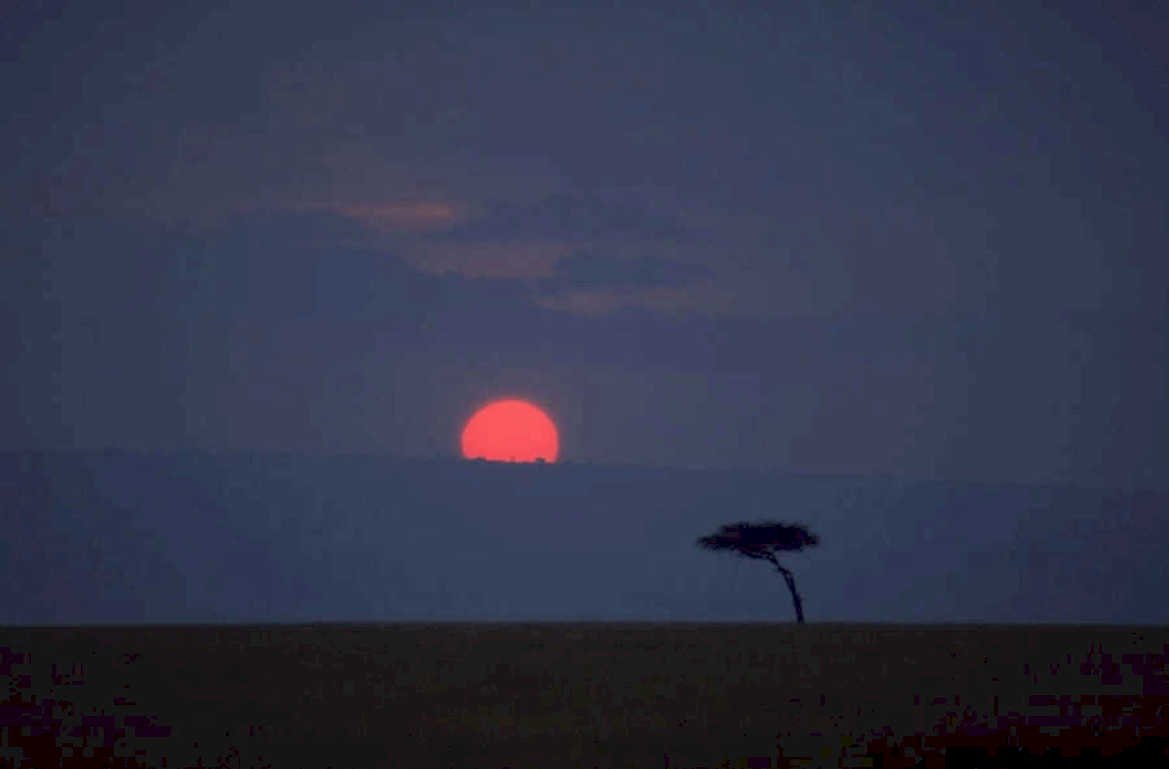 sunset savanna acacia 3 1980s 1990s A4 Photo Print