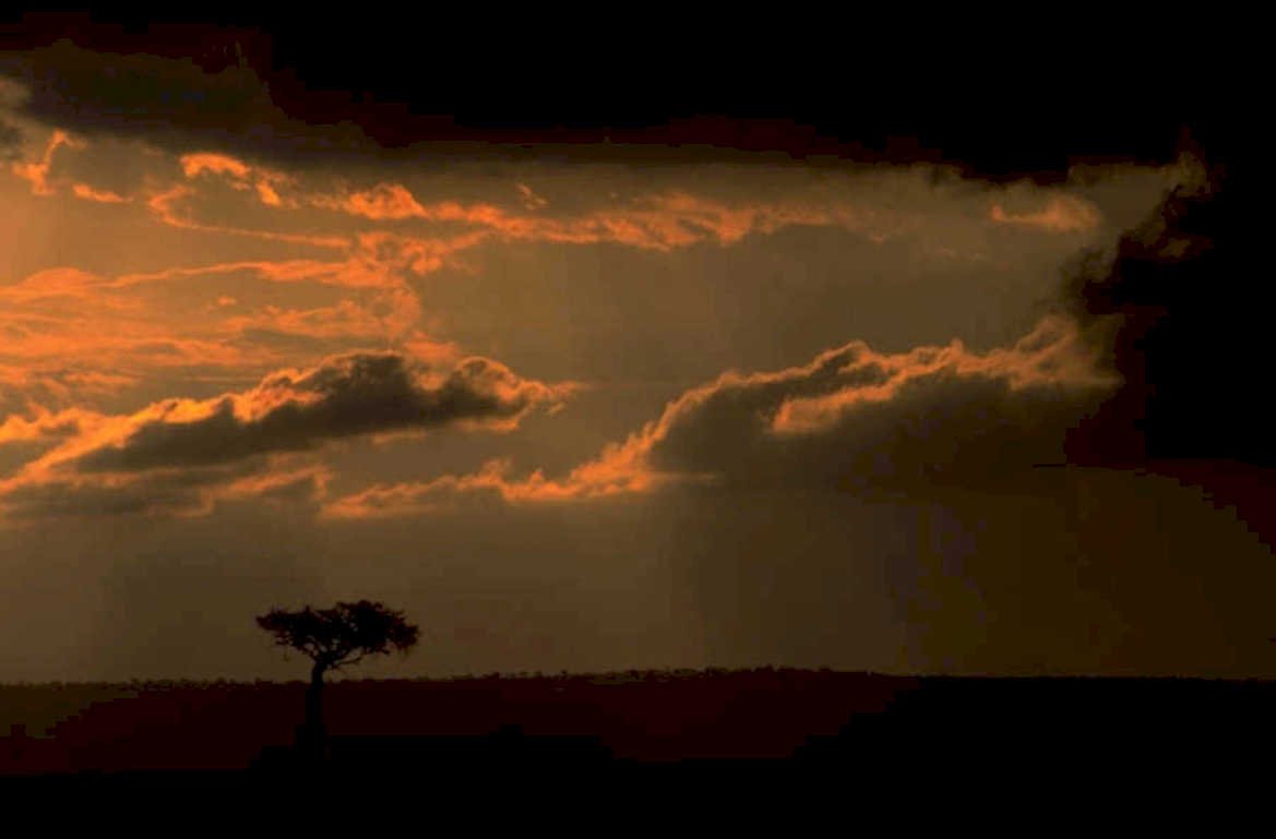 sunset savanna acacia 4 1980s 1990s A4 Photo Print