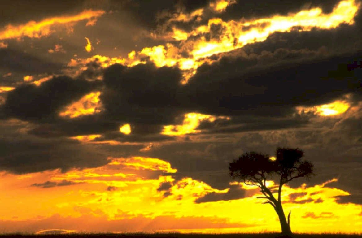 sunset savanna silhouette 1980s 1990s A4 Photo Print 42