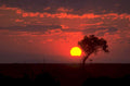 sunset savanna silhouette 1980s 1990s A4 Photo Print