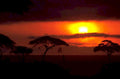 sunset savanna silhouettes 1980s 1990s A4 Photo Print