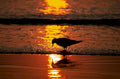 sunset seagull beach 11980s 1990s A4 Photo Print
