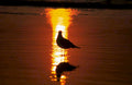 sunset seagull beach 21980s 1990s A4 Photo Print