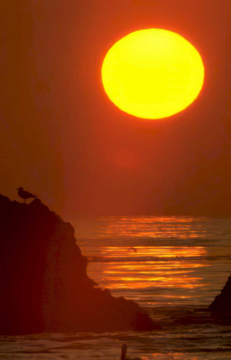 sunset silhouette coast Vintage A4 Photo Print