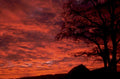 sunset silhouette tree 1980s 1990s A4 Photo Print 42