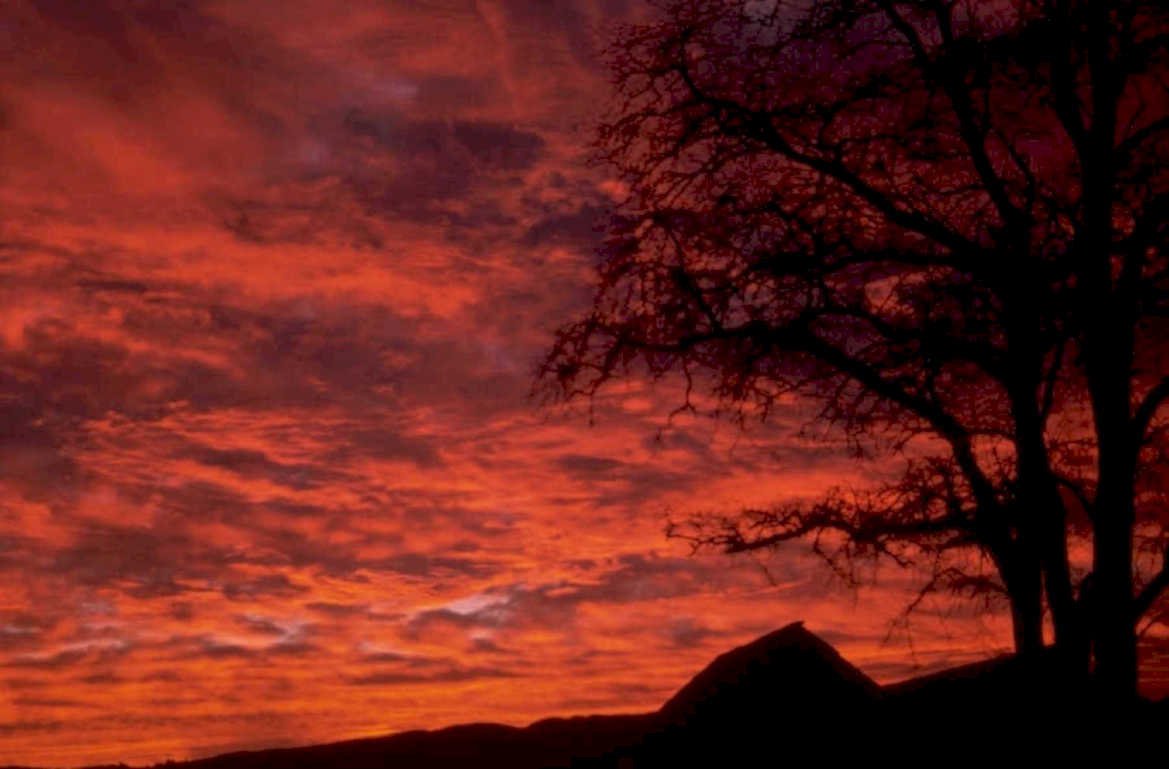 sunset silhouette tree 1980s 1990s A4 Photo Print 42