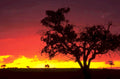 sunset silhouette tree 1980s 1990s A4 Photo Print 43