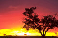 sunset silhouette tree 1980s 1990s A4 Photo Print