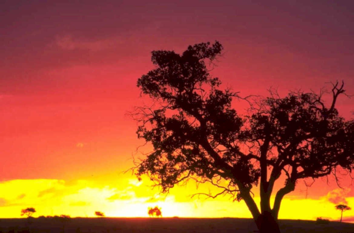 sunset silhouette tree 1980s 1990s A4 Photo Print