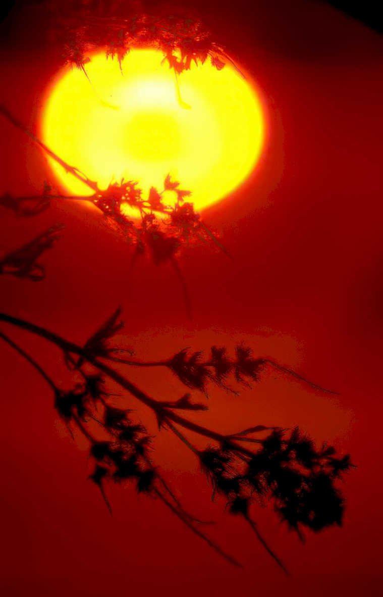 sunset silhouette tree Vintage A4 Photo Print