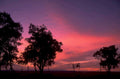 sunset silhouette trees 1980s 1990s A4 Photo Print 42
